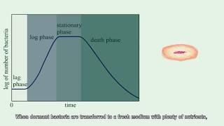 Bacterial growth curve