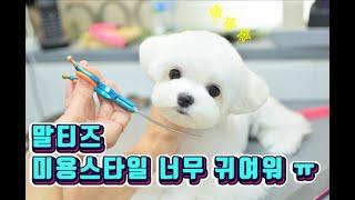 말티즈 (maltese) 무조건 추천하는 미용스타일 너무 귀여워 ㅠ.ㅠ