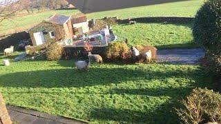 Sheep Invade Dad's Garden For A Year