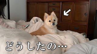 実家に帰省して、朝から駄々をこね始める愛犬に困っています…