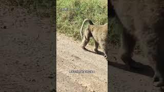 花豹半夜爬樹捕獵狒狒 #看動物世界品百味人生 #野生動物零距離