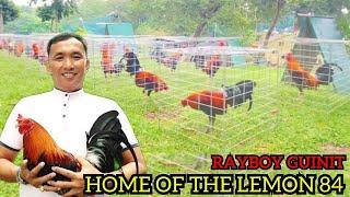 Home Of The Lemon 84 Mr. Rayboy Guinit Nagayaram Big Farm Philippines