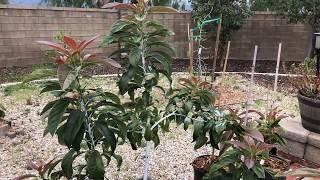 Hass avocado pruning 1 year update