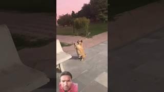 #dog #doglover #cute #dance #bhajan #bholenath #vlog #viral #shortsfeed #shortvideo