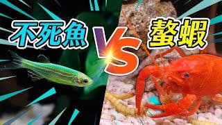 用魚缸重現魷魚遊戲！失敗的玩家將會......