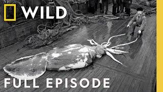 Hunt for the Giant Squid | SPECIAL | Nat Geo Animals