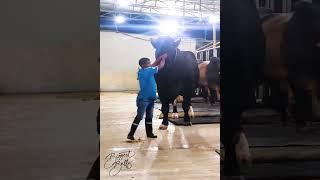 Giant Holstein Friesian bull dwarfing a five foot man