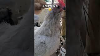 새침데기 새댁 암탉쳐다보니 고개 홱돌리가 가버려🫢a coy hen