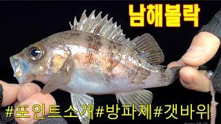 남해볼락 포인트소개!! 주차하고 바로낚시하기!저수온에 볼락잡기 힘든시기!!도보갯바위 낚시하기도 좋은곳!시알좋은 볼락과 노래미!