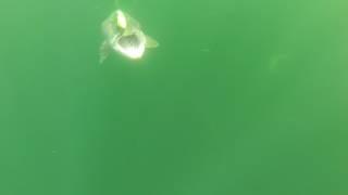 School of Lake Trout Attacking a Bondy Bait!!