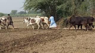 Farmers ploughing in the field with bulls |Full interesting video |Village info