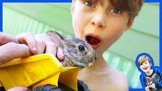 Animals and Dump Trucks - Rescuing Injured Baby Bunny Rabbit