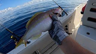 How to Catch an EASY LIMIT  of Yellowtail Snapper in the Gulf of Mexico *Catch, Clean & Cook*