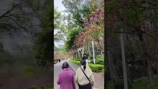 A Relaxing Walk in a Park in China