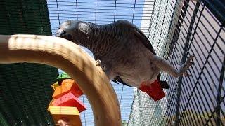 Parrot Perches, Stands, & Cage Setup Ideas