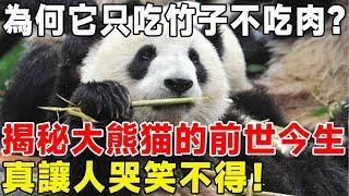 為何它只吃竹子不吃肉？ 揭秘大熊猫的前世今生，真讓人哭笑不得！#科普頻道 #科普