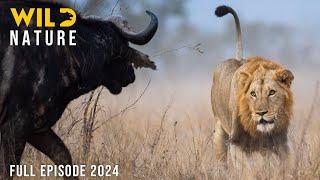 WILD SAVANNAH | Inspiring Survival Stories from the Heart of Africa | Animal documentary