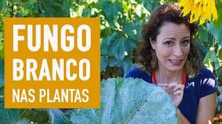 Como tirar FUNGO BRANCO das PLANTAS