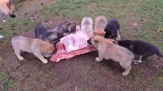 German Shepherd Mix Puppies - Raw Feeding on Venison Carcass