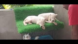 dogo Argentino puppies available at arko kennel mohera Tangail call 01618086036