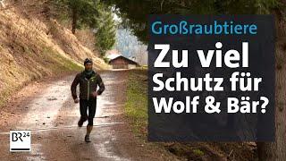 Freilebende Raubtiere: Zu viel Schutz für Bär und Wolf? | Kontrovers | BR24