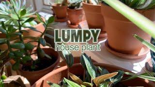 Lumpy - House Plant (official music video)