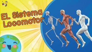 Sistema Locomotor  (Videos Educativos para Niños)