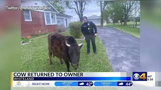 Missing cow found roaming streets of Whiteland