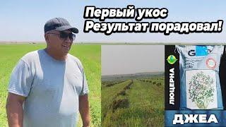 Люцерна ДЖЕА первый укос. Результат очень порадовал!!!