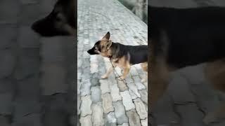 my Dog Tiger. #shorts #trending #apple #funny #today #cool #sexy #top10 #sexyvideo