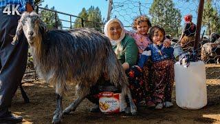 Lives in the Mountains-Yörük Family| Documentary