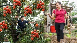 120 Days Take Care and Selling Ducks at the Market - Harvesting Crispy Persimmon for Sale