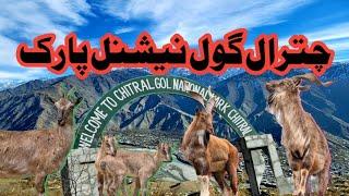 Chitral Gol National Park | Must Visit Place in Chitral Valley | Markhors | Pakistan