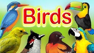 Birds Name And their sounds | Learn about birds | Different types of Birds | Kids Learning Center