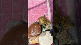 Sevimli  ##turtles #kaplumbağalar #pets #trending