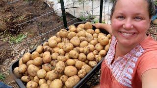 How Many POTATOES DID We ACTUALLY Grow In Our Front Yard Suburban Garden?