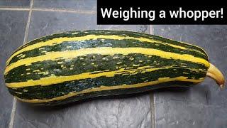 Weighing a whopper of a marrow! | allotment growing - traditional vegetable.