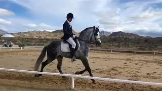 Dapple Grey Spanish Stallion for sale