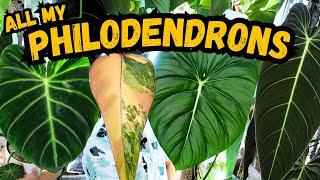  My Entire Philodendron Collection  Melanochrysum, Luxurians, McDowell, Strawberry  | houseplants