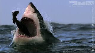 Great White Shark Vs Fur Seal