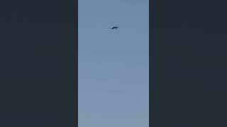 Сегодня Изюн ласточка #изяизизраиля #izyafromisrael #parrot #изя #freeflightparrot #свободныеполеты