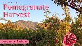 Turkish Pomegranate Harvest in Bodrum | Autumn in Turkey | Fresh Pomegranate Juice (Nar Suyu)