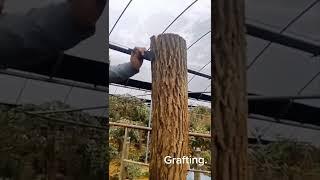 [임업기술] 다양한 접목 기법 🪵 Grafting techniques