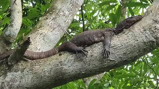 Sri Lanka,ශ්‍රී ලංකා,Ceylon,Monitor Lizard,Sunbathing,Chilling on a Tree