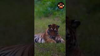 Tiger Reserves with Most Tigers #shorts #discoverwildpaws