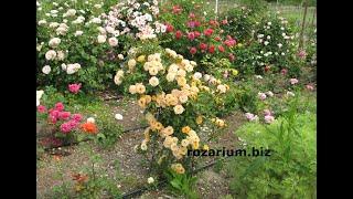 почвопокровные розы в кустодержателе, питомник роз полины козловой rozarium.biz, groundcover roses