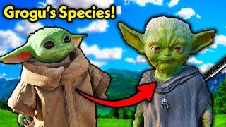 I found out Grogu & Yoda's species