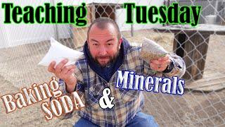 Do your GOATS need them? Baking Soda and Goat Minerals? TEACHING TUESDAY