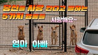 강아지가 당신을 우주라고 사랑한다고 말하는 5가지 행동들 #강아지행동 #강아지키우기 #강아지몸짓 #진돗개행동