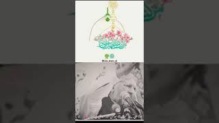 Wilayat e ali #imamalisayings #ahlulbait #hadith #ahlebait #eidalghadeer #alibinabithalib #alihaq